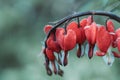 Bleeding heart flowers Dicentra spectabils blooming in the garden Royalty Free Stock Photo