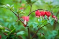 Bleeding heart flowers Dicentra spectabils blooming in the garden Royalty Free Stock Photo