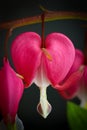 Bleeding heart flowers (Dicentra Spectabils) lyre flower love he Royalty Free Stock Photo