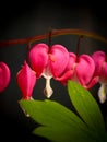 Bleeding heart flowers (Dicentra Spectabils) lyre flower love he Royalty Free Stock Photo