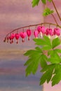 Bleeding heart flowers (Dicentra Spectabils) lyre flower love he Royalty Free Stock Photo