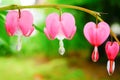 Bleeding heart flowers (Dicentra spectabils) Royalty Free Stock Photo