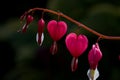 5 Bleeding heart flowers on the end of a delicate branch. Copy space Royalty Free Stock Photo
