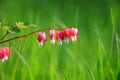 Bleeding heart flowers in the garden Royalty Free Stock Photo