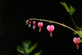 Bleeding heart flowers hanging from stem Royalty Free Stock Photo