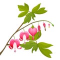 Bleeding heart flowers isolated realistic vector illustration on white Royalty Free Stock Photo