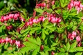 Bleeding Heart flowers (Lamprocapnos spectabilis or Dicentra Spectabilis) in garden at spring Royalty Free Stock Photo