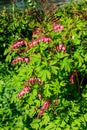 Bleeding Heart flowers (Lamprocapnos spectabilis or Dicentra Spectabilis) in garden at spring Royalty Free Stock Photo