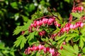 Bleeding Heart flowers (Lamprocapnos spectabilis or Dicentra Spectabilis) in garden at spring Royalty Free Stock Photo