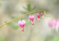 Bleeding heart flowers in a row Royalty Free Stock Photo