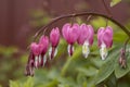 Bleeding heart flowers on a vine Royalty Free Stock Photo