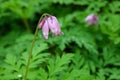 Bleeding Heart on forest floor