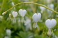 Bleeding heart Lamprocapnos spectabilis alba, close-up of white flowers Royalty Free Stock Photo