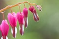 Bleeding heart Lamprocapnos spectabilis, close-up of the inflorescence Royalty Free Stock Photo