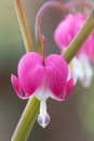 Bleeding heart, Lamprocapnos spectabilis, close-up of pink flower Royalty Free Stock Photo