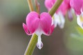 Bleeding heart Lamprocapnos spectabilis, close-up of a pink flower Royalty Free Stock Photo