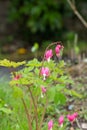 Bleeding heart (lamprocapnos spectabilis) flower Royalty Free Stock Photo