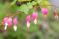 Bleeding heart (lamprocapnos spectabilis) flower Royalty Free Stock Photo