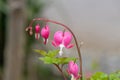 Bleeding heart (lamprocapnos spectabilis) flower Royalty Free Stock Photo