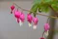 Bleeding heart (lamprocapnos spectabilis) flower Royalty Free Stock Photo