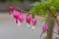 Bleeding heart (lamprocapnos spectabilis) flower Royalty Free Stock Photo