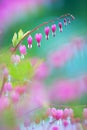 Bleeding heart flowers in full bloom Royalty Free Stock Photo