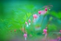 Bleeding heart flowers in full bloom Royalty Free Stock Photo