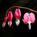 Bleeding heart. Lamprocapnos spectabilis. Heart shaped pink flowers Royalty Free Stock Photo