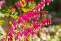 Bleeding heart, Lamprocapnos spectabilis Royalty Free Stock Photo