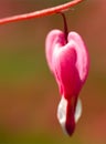 Bleeding Heart (lat. Lamprocapnos spectabilis Royalty Free Stock Photo