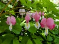 Bleeding Heart. Little pink flowers in spring garden close-up image Royalty Free Stock Photo
