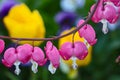 Bleeding heart Royalty Free Stock Photo
