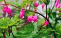 Bleeding heart plant