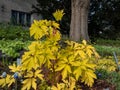 Bleeding heart plant cultivar (Dicentra spectabilis) \'Gold Hearts\' with bright yellow leaves