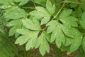 Bleeding Heart Plant Foliage Closeup Royalty Free Stock Photo