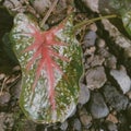 The bleeding heart plant