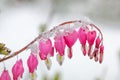 Bleeding heart plant with snow cover Royalty Free Stock Photo