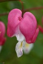 Bleeding Heart and Raindrop Royalty Free Stock Photo