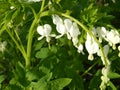 Bleeding heart in syrupy summer afternoon Royalty Free Stock Photo