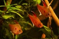 Bleeding heart tetra adult fish interact in blackwater biotope aquarium with beautiful plants, hard to keep freshwater fish Royalty Free Stock Photo