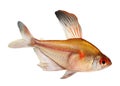 Bleeding Heart Tetra Hyphessobrycon Eryhrostigma freshwater aquarium fish isolated on white background