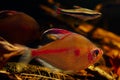Bleeding heart tetra male and golden pencilfish friendly neighbour, neon glowing colors, Rio Negro endemic fish