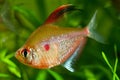 Bleeding heart tetra, popular ornamental blackwater fish from Barcelos, Rio Negro, dominant male in bright spawning coloration Royalty Free Stock Photo