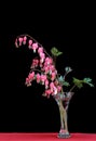 Bleeding Heart in vase on black. Royalty Free Stock Photo