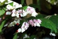 Bleeding heart vine Royalty Free Stock Photo