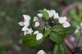 Bleeding heart vine or Clerodendrum thomsoniae. Other names Glorybower and Bagflower. Lovely small pure white flowers with heart- Royalty Free Stock Photo