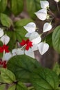 Bleeding heart vine or Clerodendrum thomsoniae. Other names Glorybower and Bagflower. Lovely small pure white flowers with heart- Royalty Free Stock Photo