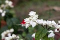 Bleeding heart vine or Clerodendrum thomsoniae. Other names Glorybower and Bagflower. Lovely small pure white flowers with heart- Royalty Free Stock Photo