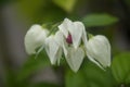 Bleeding heart vine flowers Royalty Free Stock Photo