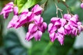 Bleeding heart vine flower Clerodendrum thomsoniae also known as bleeding glory-bower, bagflower and bleeding-heart vine Royalty Free Stock Photo